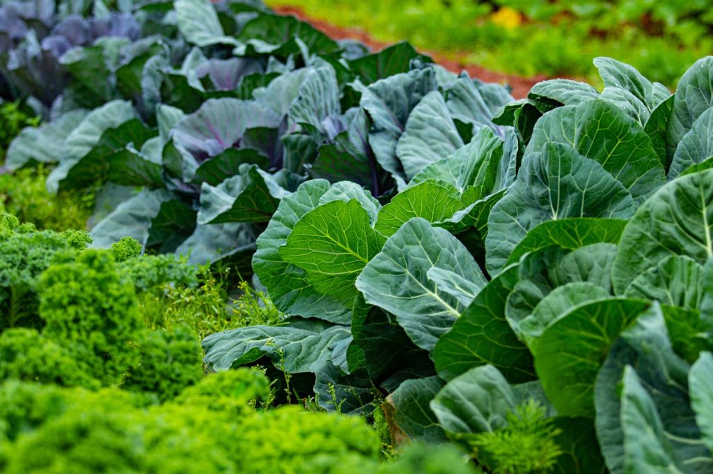 collard kale vegetable bed