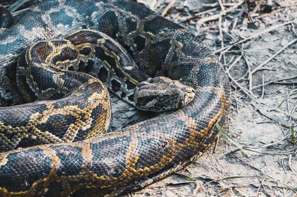 burmese python swamp
