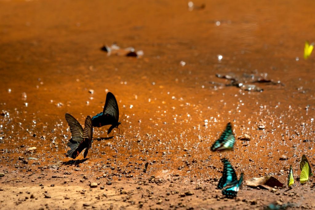 butterflies puddling mud