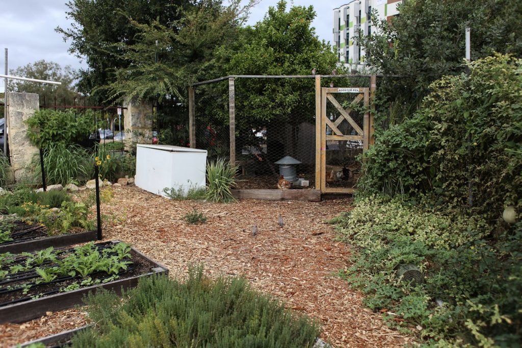 grass to raised bed garden