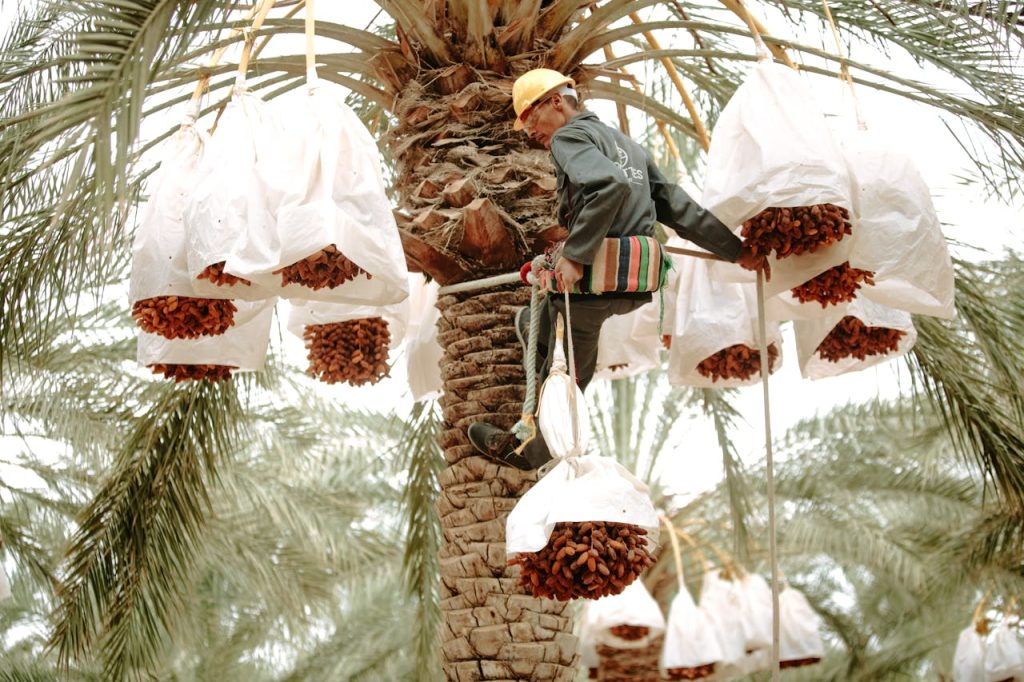 chinese date fruit tree