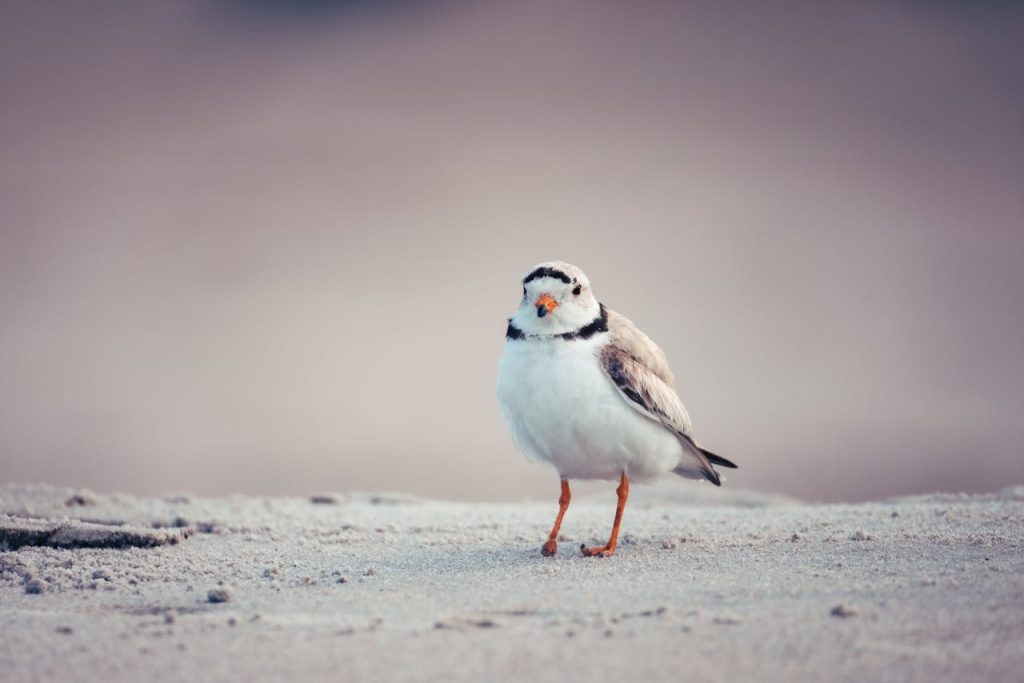 Piping Plover