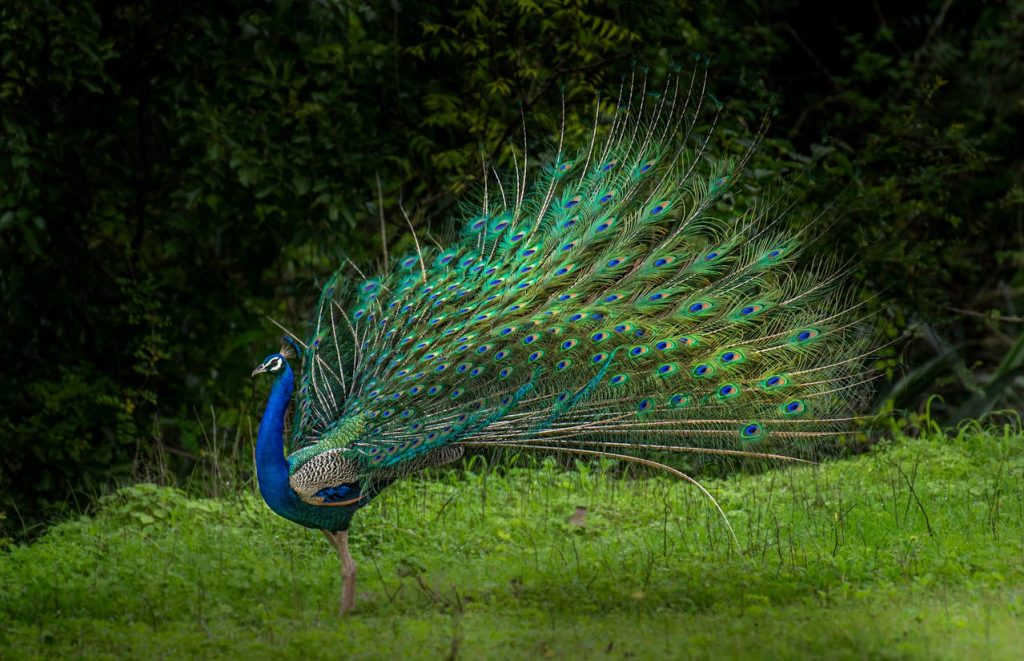 “Indian peafowl Pavo cristatus displaying