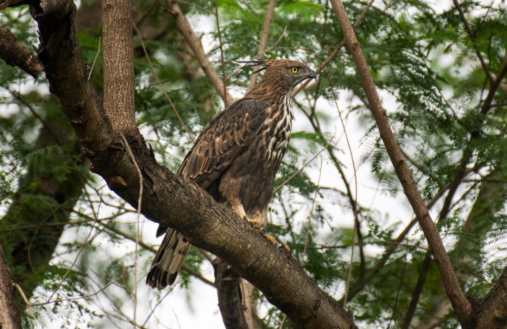 raptor perched jungle