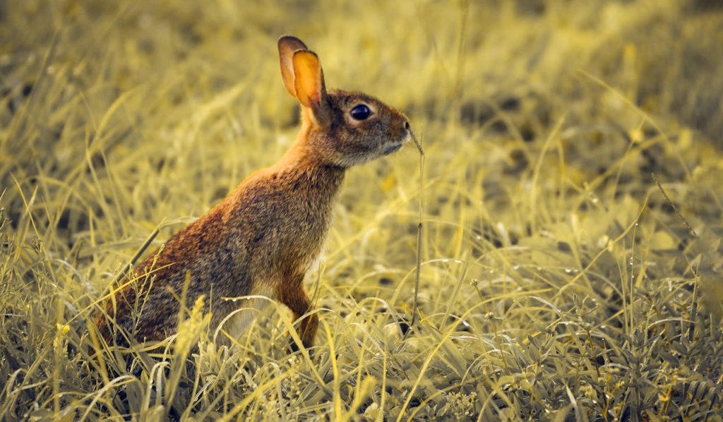 cottontail rabbit nest grass,