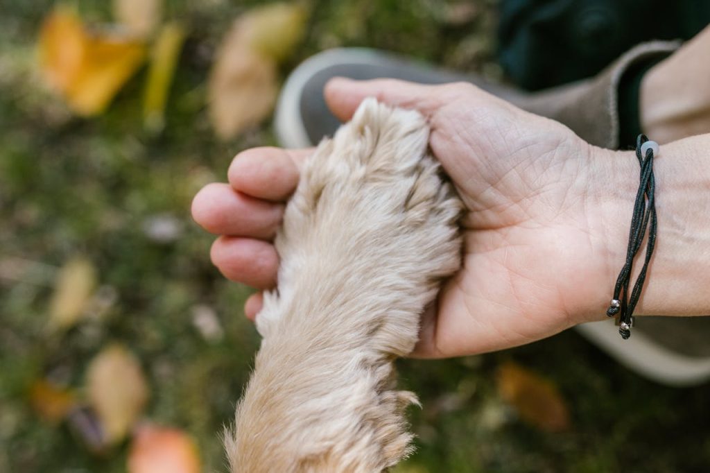 dog paw touch close up