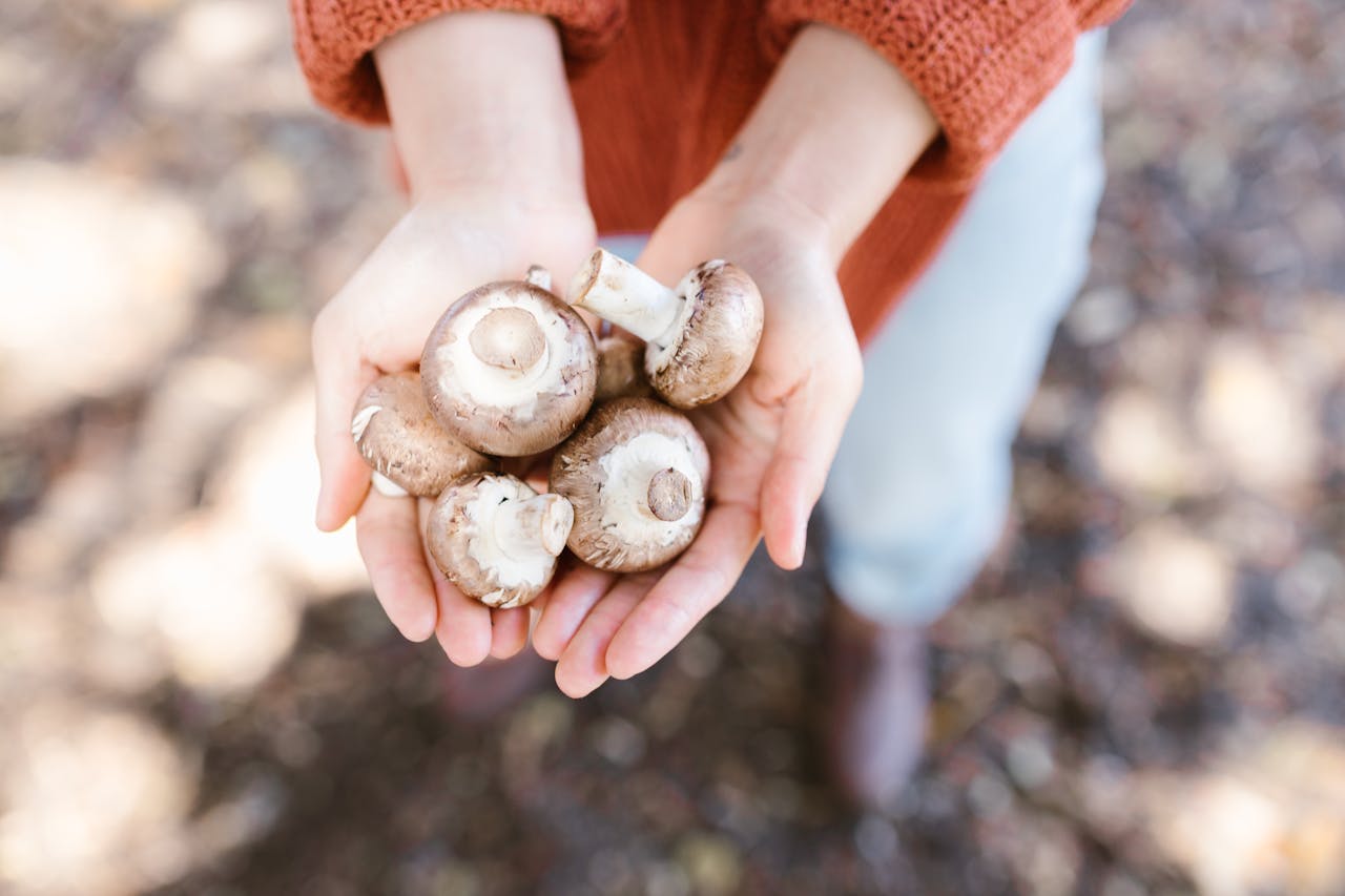 8 Mushroom Permit Rules in National Forests That Foragers Often Miss