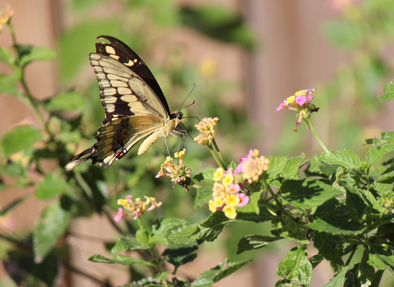 native wildflower backyard garden birdbath butterfly sunlight