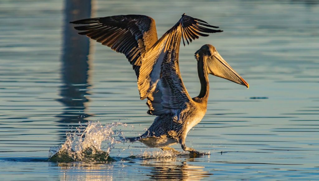 brown pelican dive splash fish