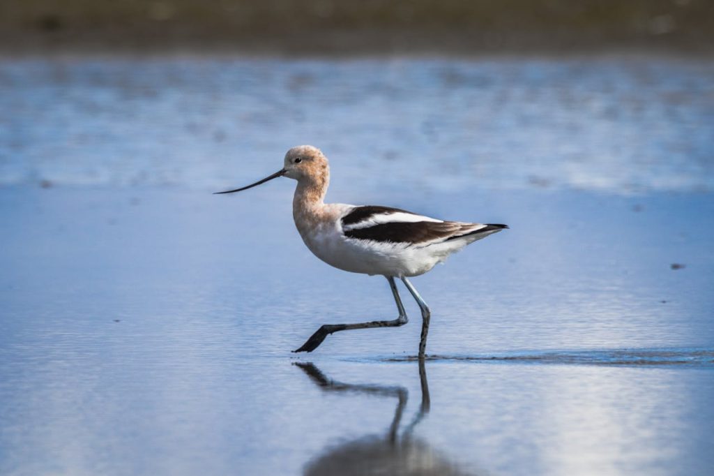 American avocet