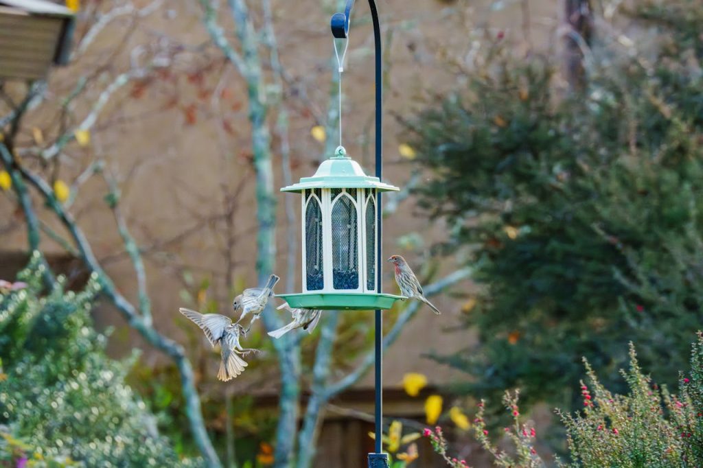 uburban backyard bird feeder fence trees