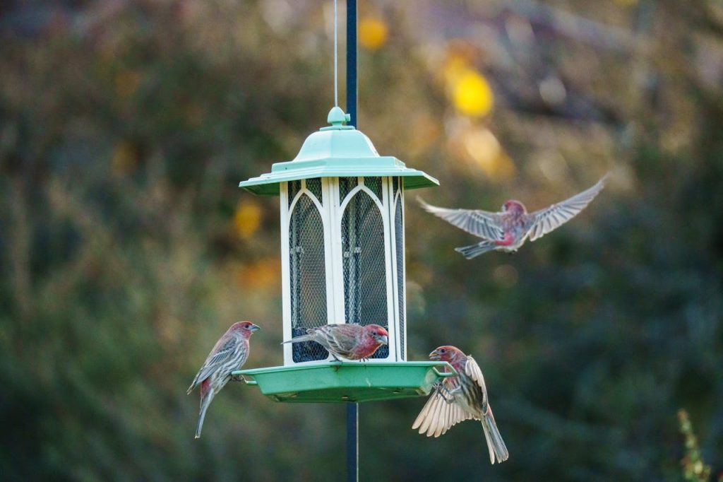 person filling bird feeder