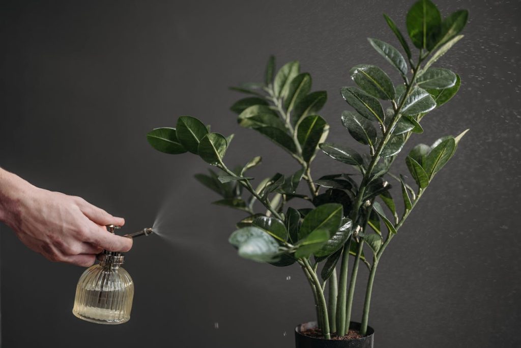 misting houseplants spray bottle