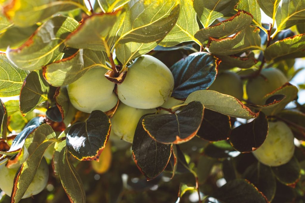 ripe persimmons on tree