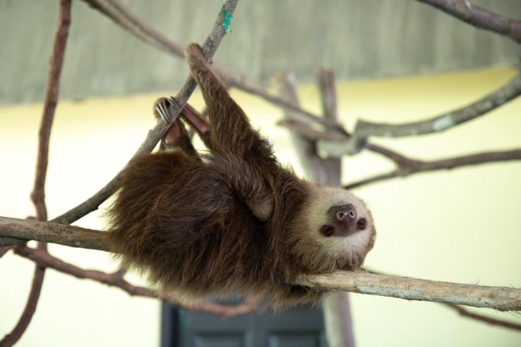 sloth in tropical forest