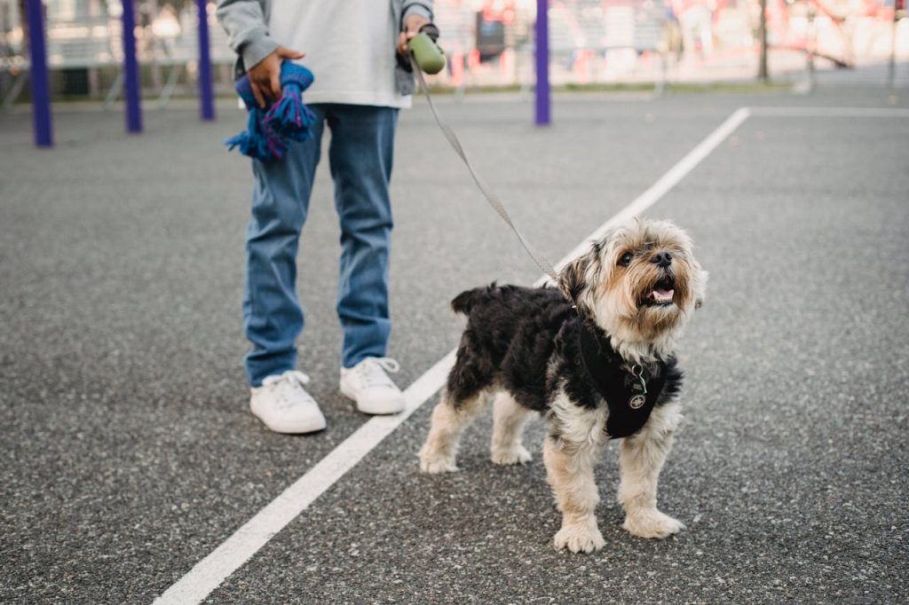 small dog on leash with owner