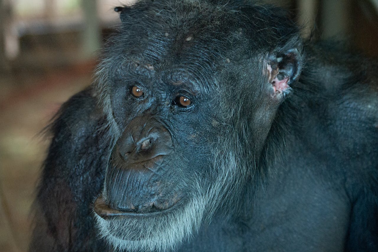 Why Underestimating Chimpanzee Strength Is Dangerous and What Their Biology Makes Clear