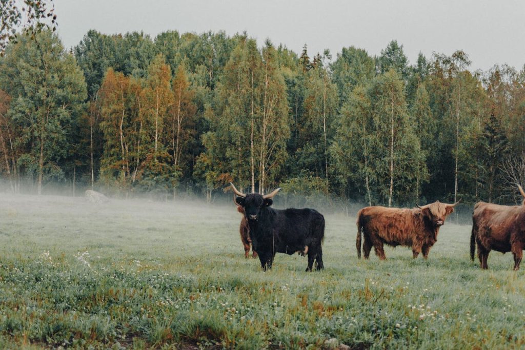 grazing cattle woodland edge