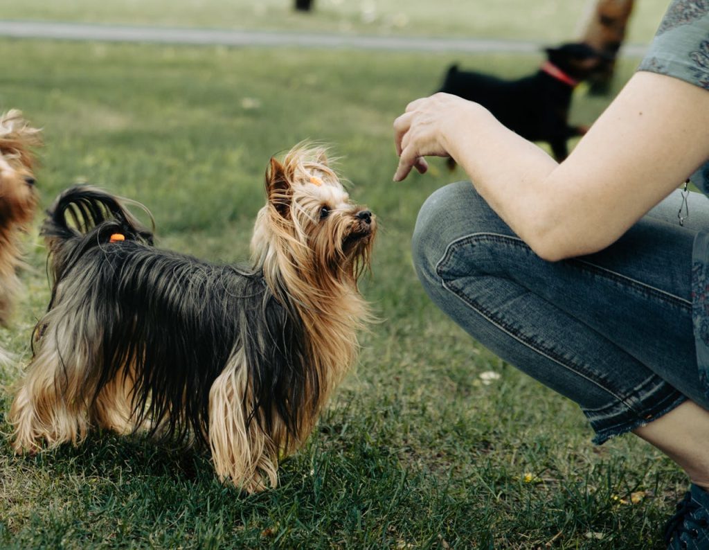 australian terrier friendly companion dog