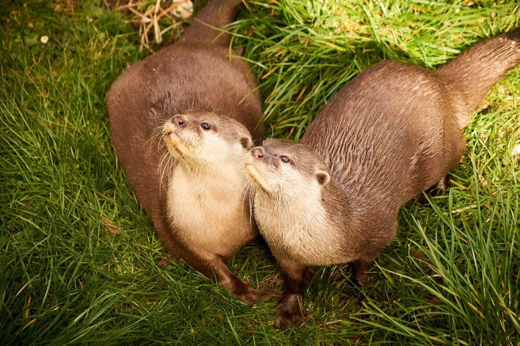 otters
