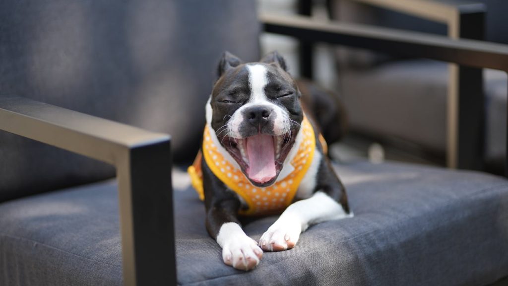 dog yawning indoor