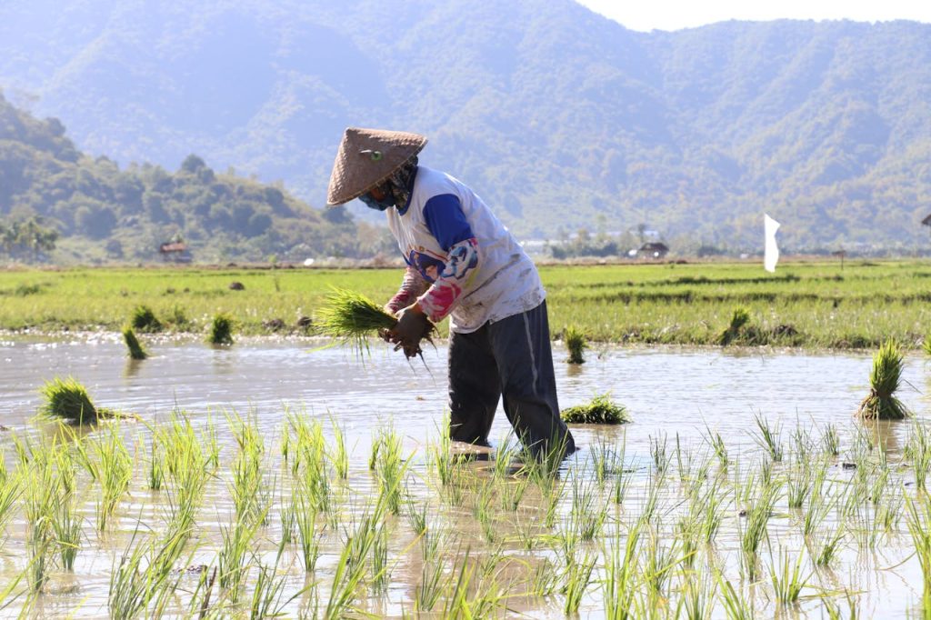 rainfed agriculture field