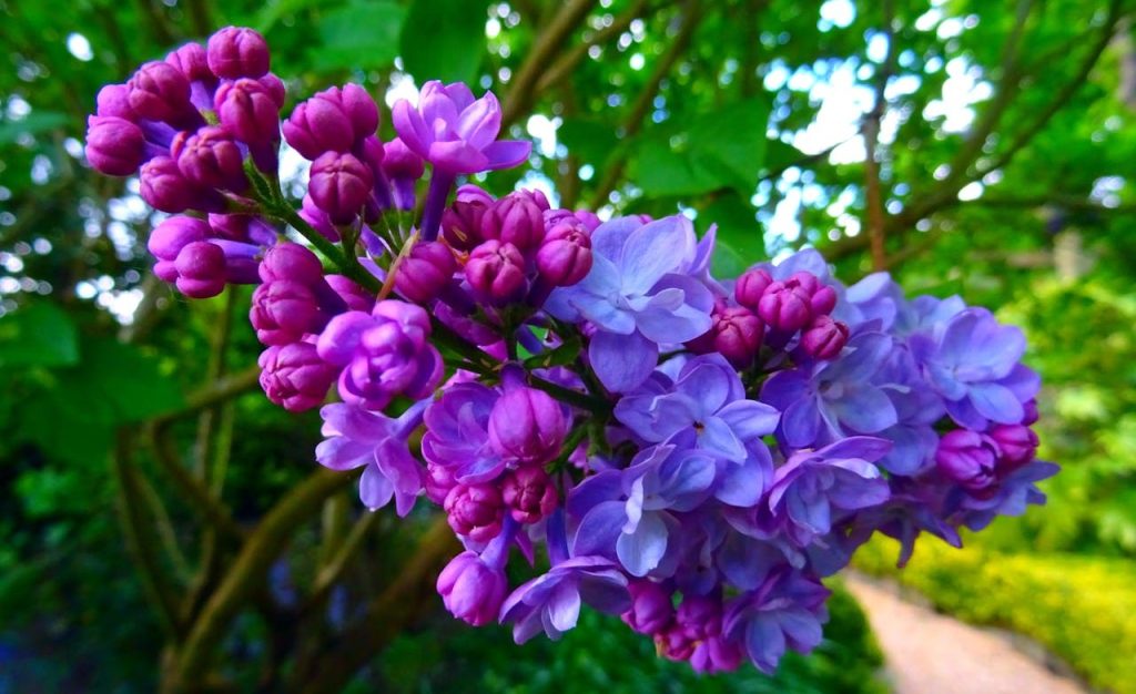 lilac flowers bloom close up