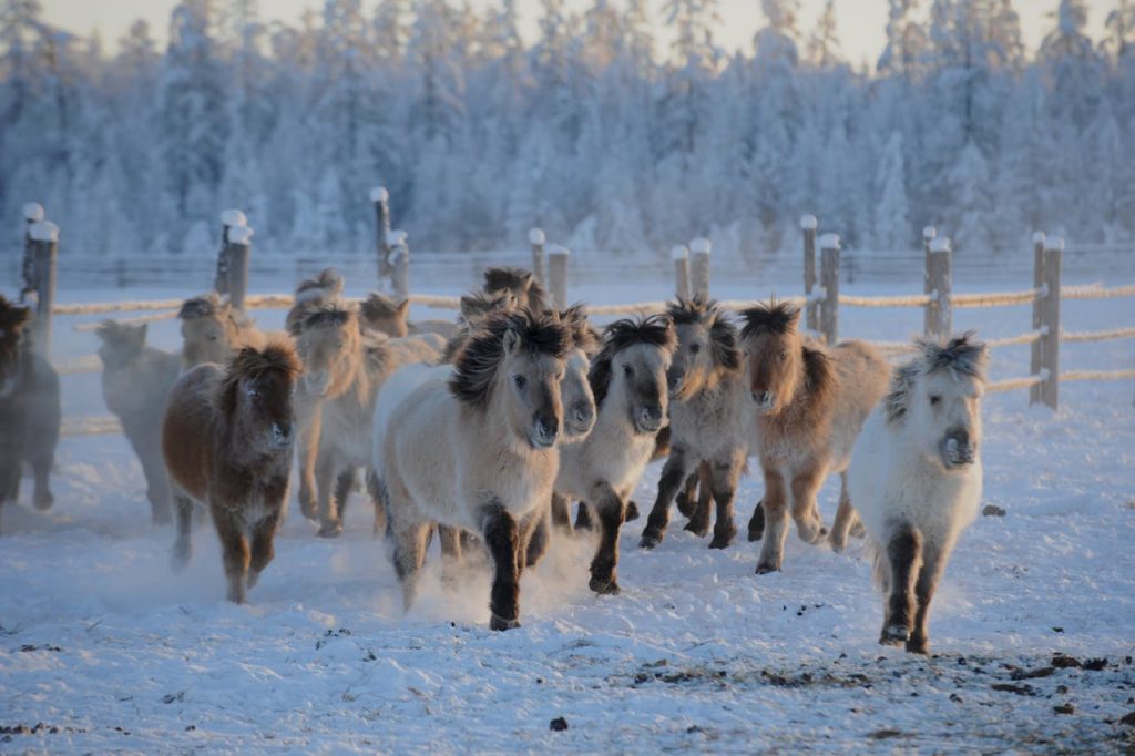 horse campground winter morning