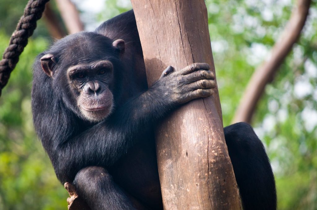 chimpanzee climbing tree