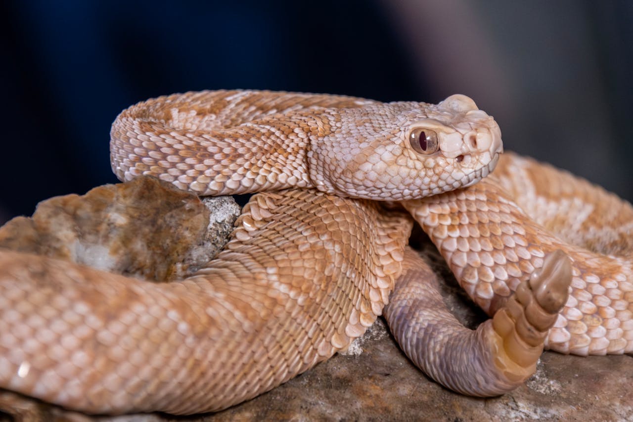 coiled venomous snake close up