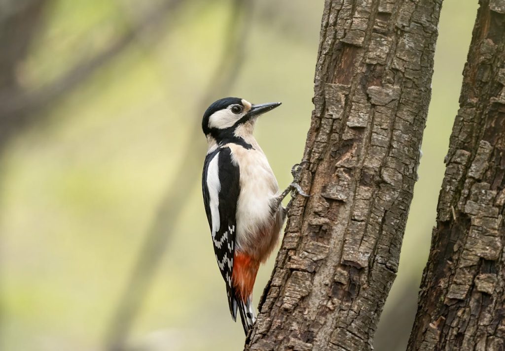 woodpecker tree trunk close up