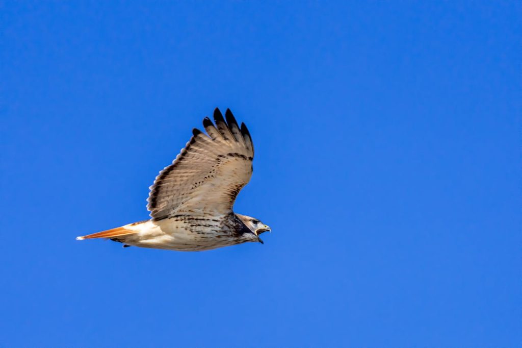 red tailed hawk soaring