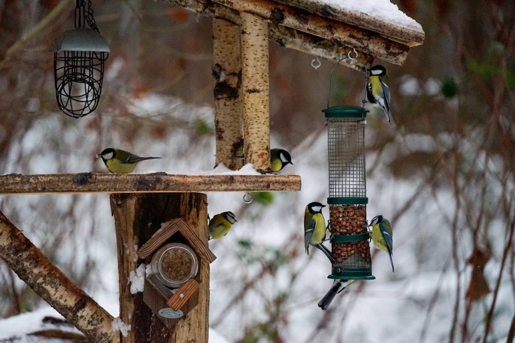 busy bird feeder multiple species winter backyard