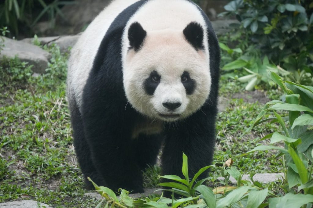 giant panda wildlife bamboo