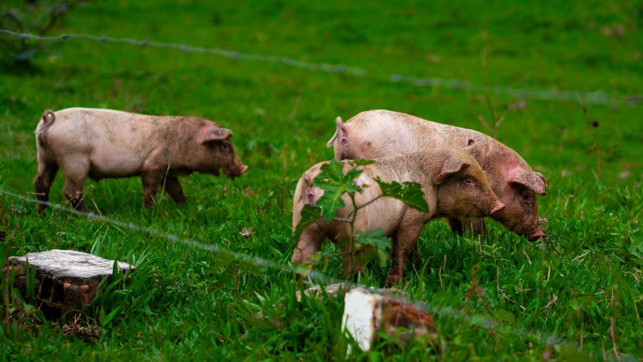 wild pigs in crop field