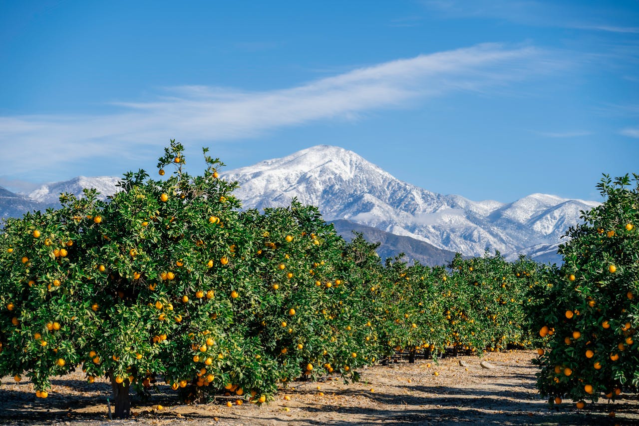 13 Easy Fruit Trees Worth Growing With Less Work and Fewer Care Mistakes