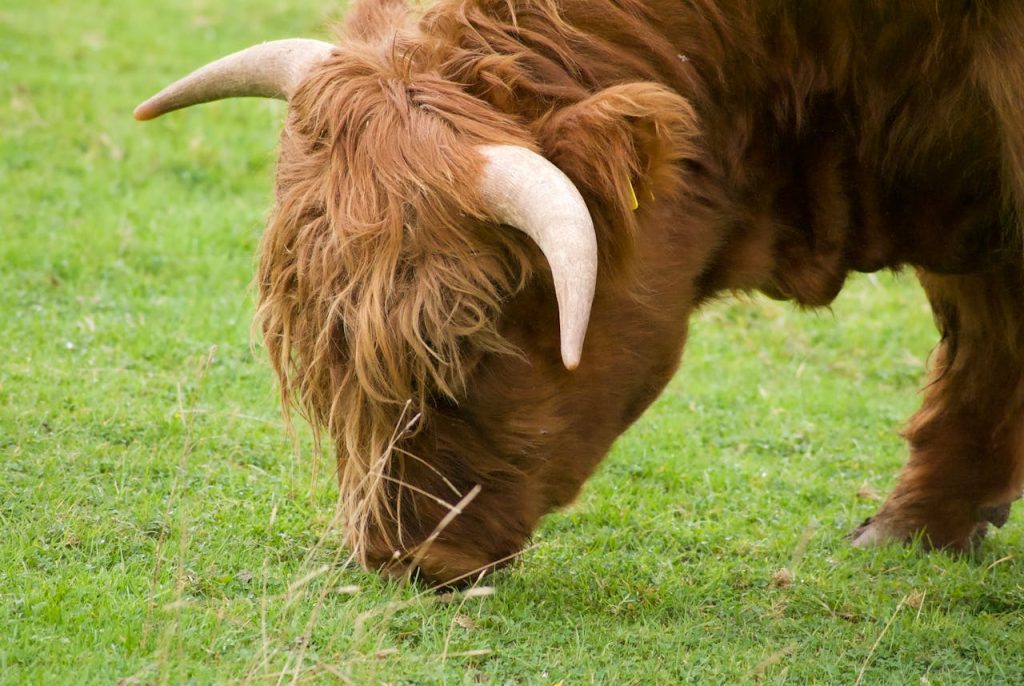 Highland cow