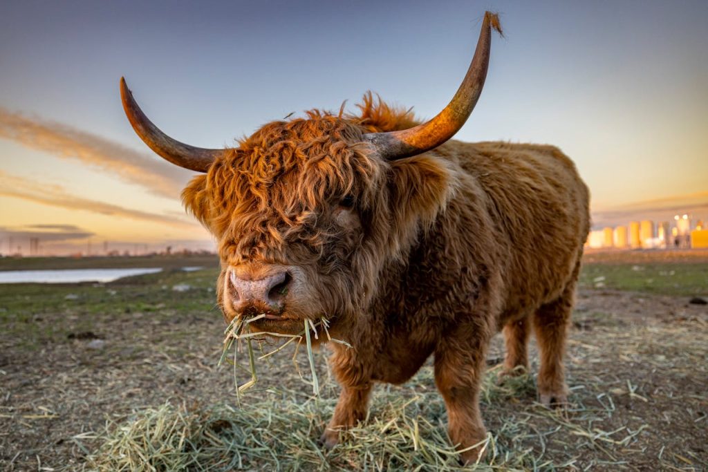 Highland cow