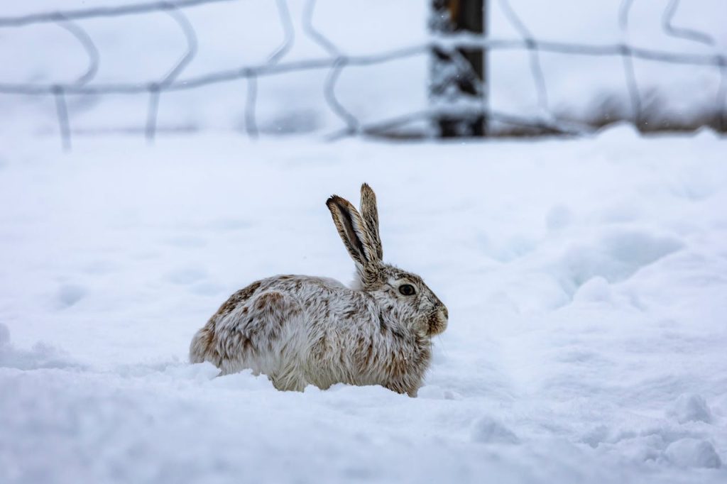 winter rabbit snow woods