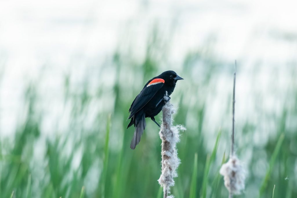 red winged blackbird cattails