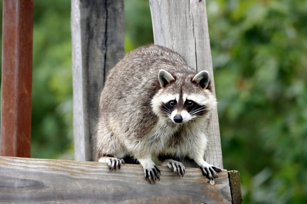 raccoon near trash can,