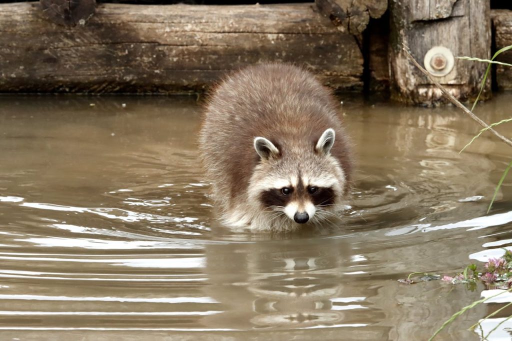 raccoon paws water close up