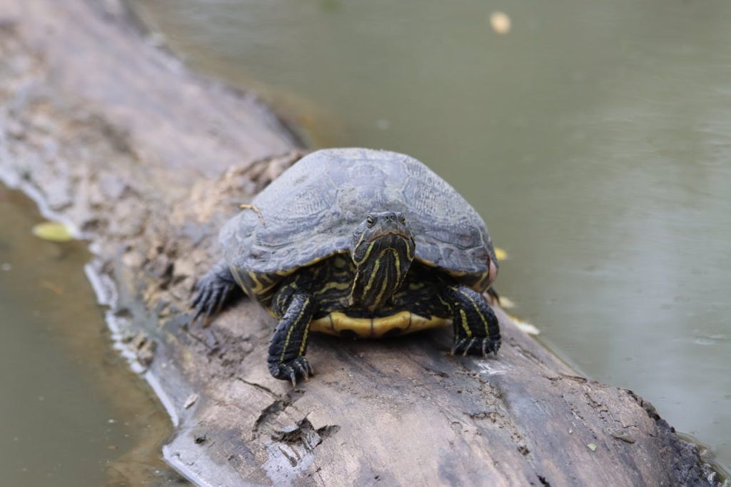 pond turtle log