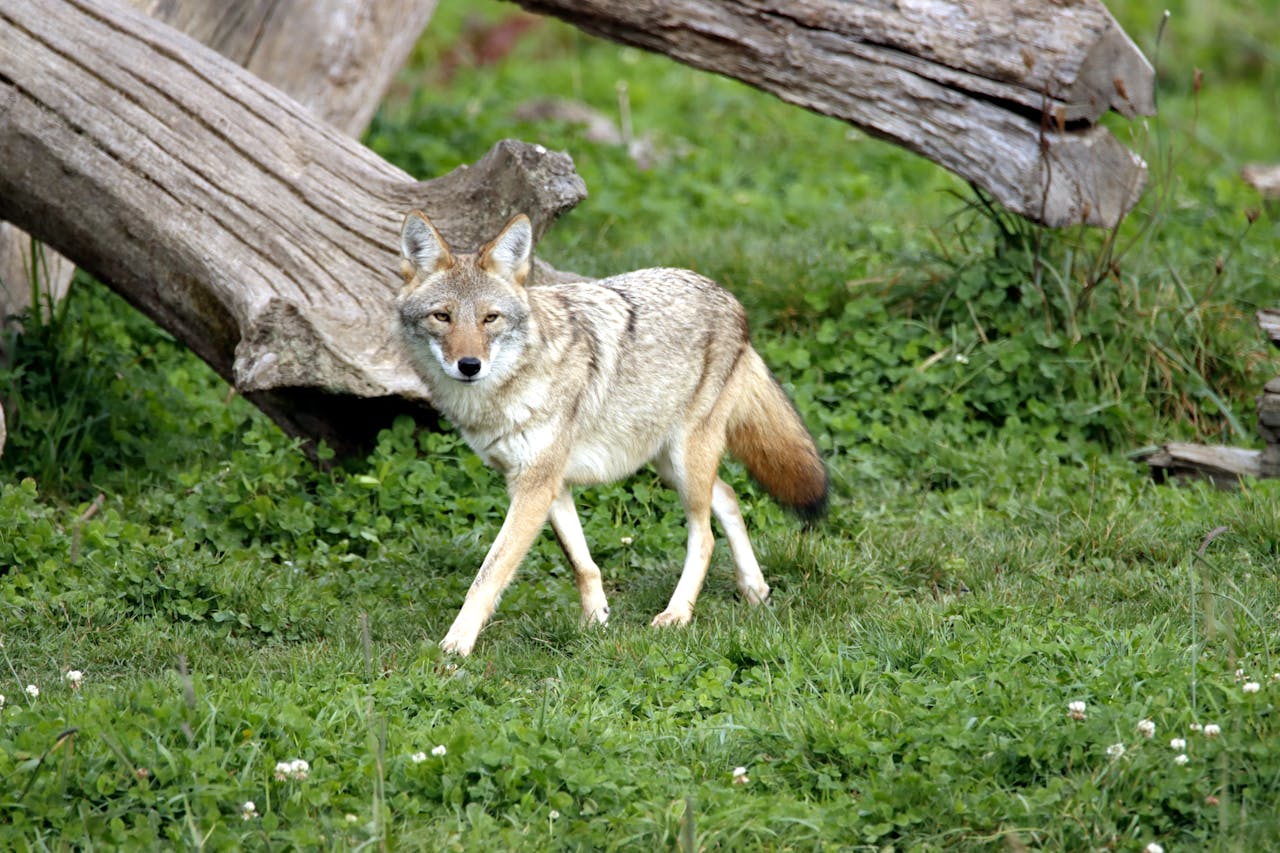 coyote