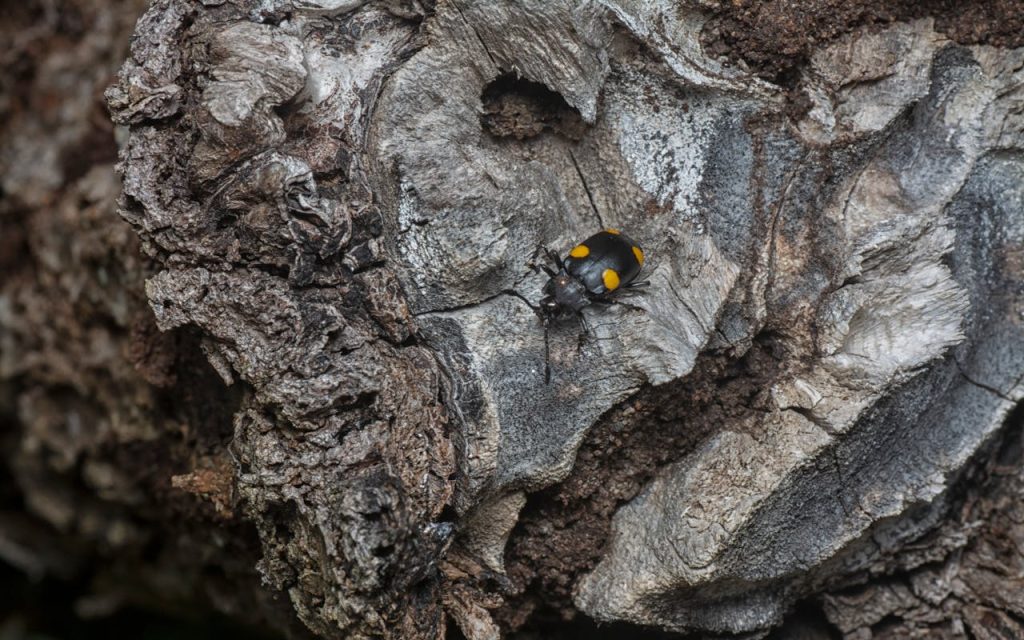 beetle exit holes tree bark