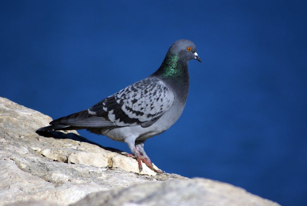 rock pigeon close up,