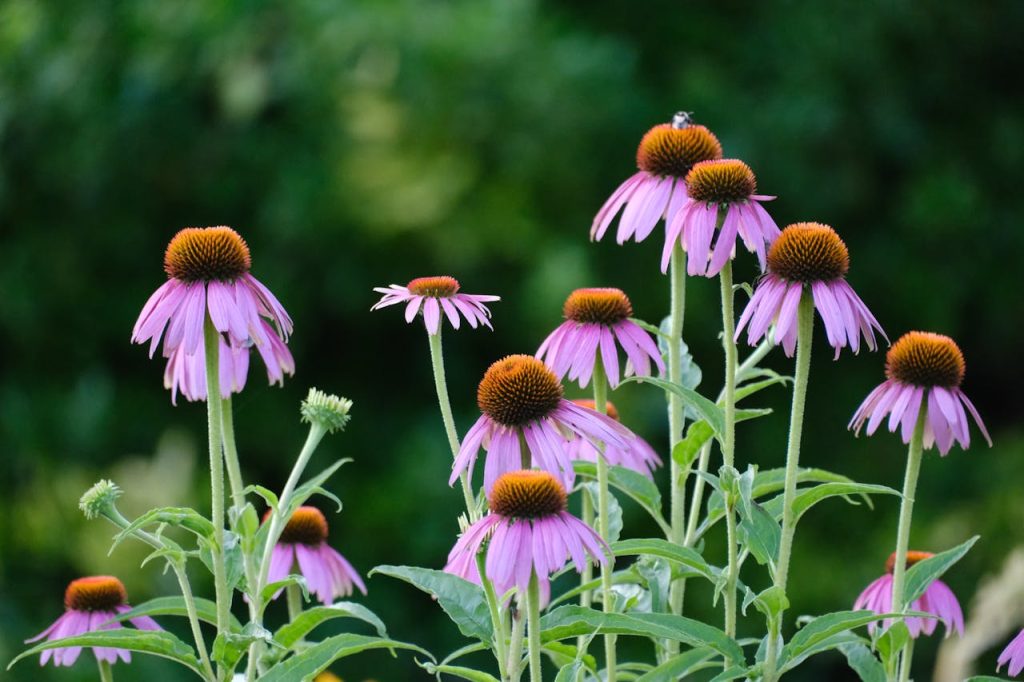 native wildflower garden