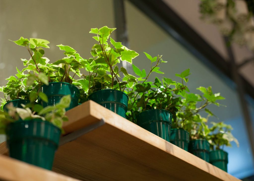 Potted Plants on a Shelf