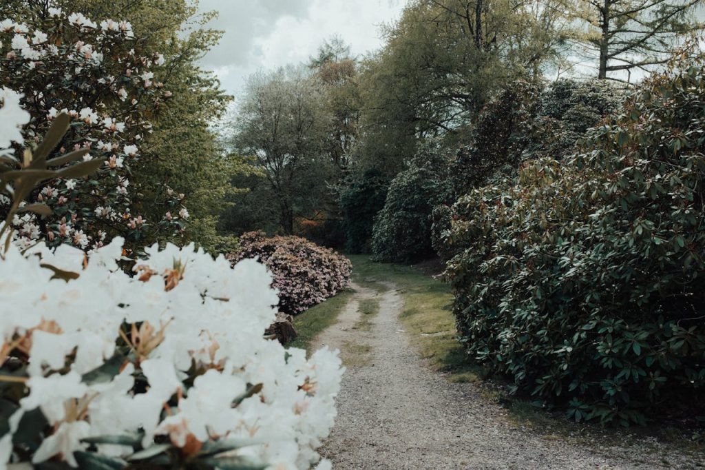 wildflower garden pathway morning light