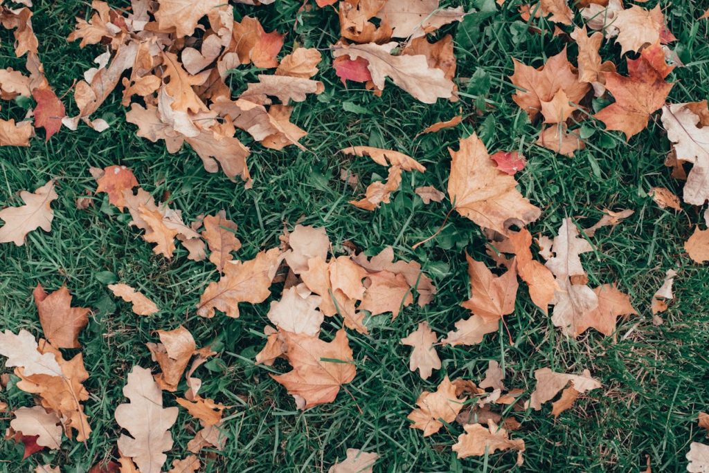 natural garden corner leaf litter